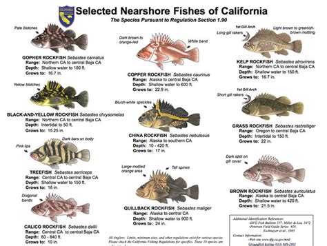 california fish and game regulations|Current California Ocean Recreational Fishing .